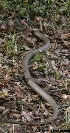 Klam08 auf der Flucht aus dem Zelt